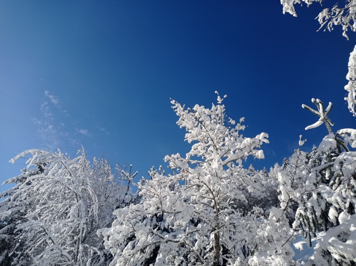 Blue sky and trees in the snow